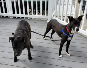 dogs enjoying time on the deck