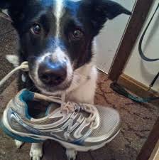 dog with sneaker